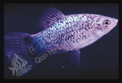 ГОЛУБАЯ СИТЦЕВАЯ Calico Blue (Xiphophorus Maculatus)