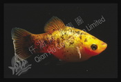 САНСЕТ НЕОН СИТЦЕВЫЙ Sunset Neon Calico (Xiphophorus Maculatus)