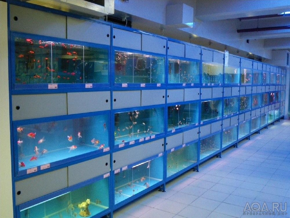 Где Купить Аквариумных Рыбок В Новосибирске