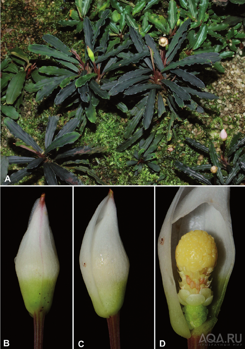 Bucephalandra micrantha