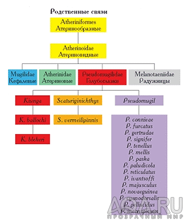 классификация