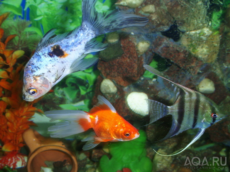 С кем уживаются золотые рыбки в аквариуме фото с названиями
