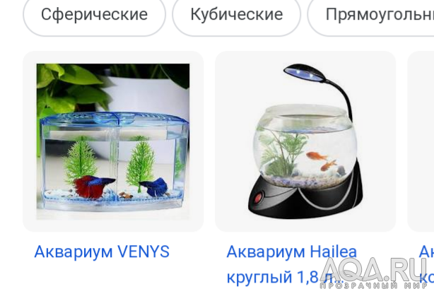 Фотографии наших Betta splendens