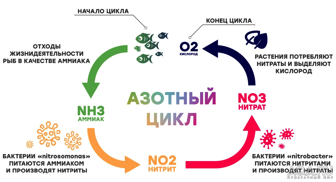 Что значит нитраты. Формула азотного цикла в аквариуме. Азотный цикл в аквариуме для начинающих. Нитратный цикл в аквариуме. Цикл аквариума нитраты.