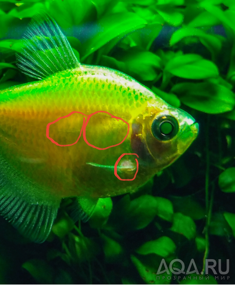 Рыбка с приметами миксоспоридиоза