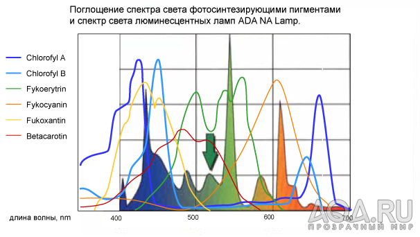 Фотосинтез