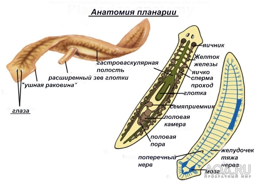 Планария в аквариуме фото