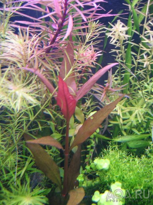 Alternanthera Reineckii Roseafolia Foto Akvarium Ru