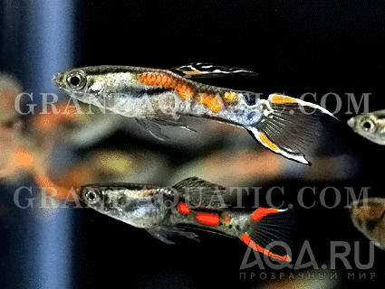 GUPPY-ENDLER HALF BLACK