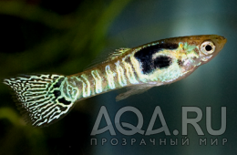 Tiger Stripe Endler's Guppy