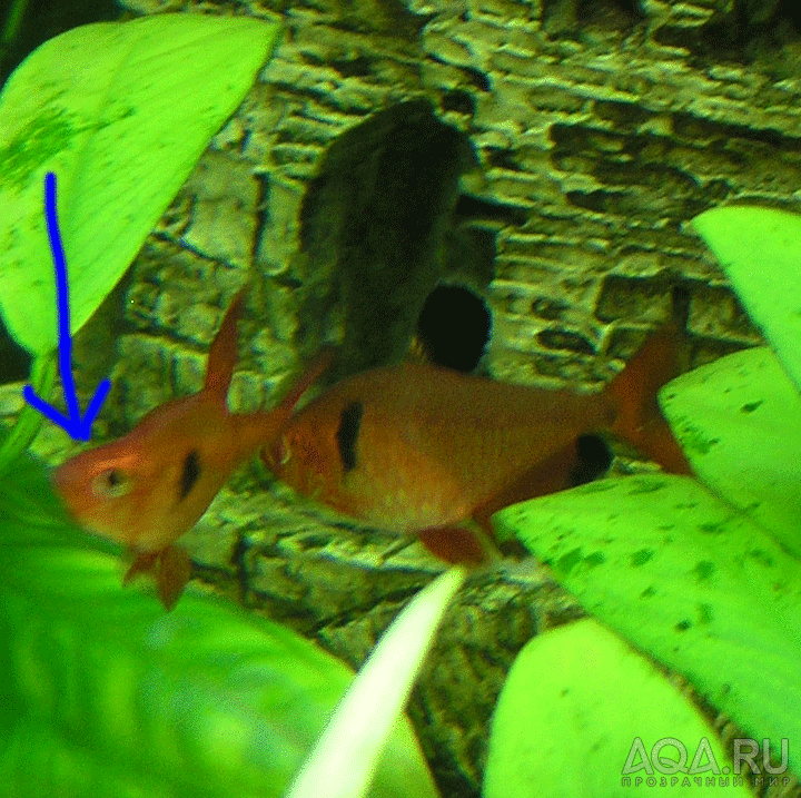 tetra minor red