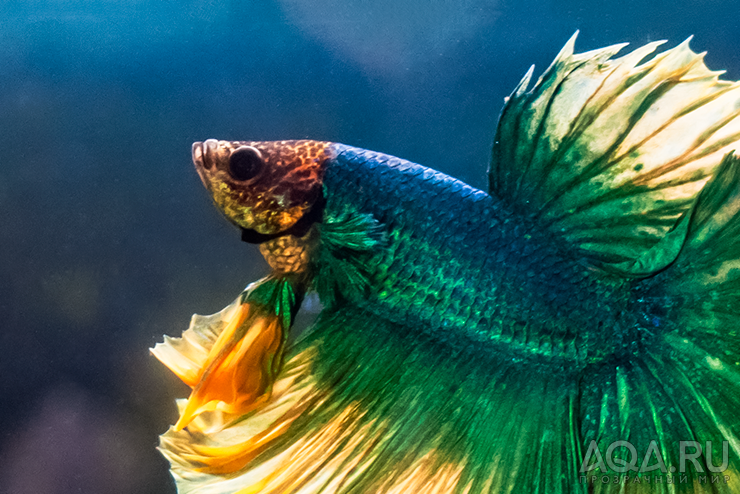 Фотографии наших Betta splendens