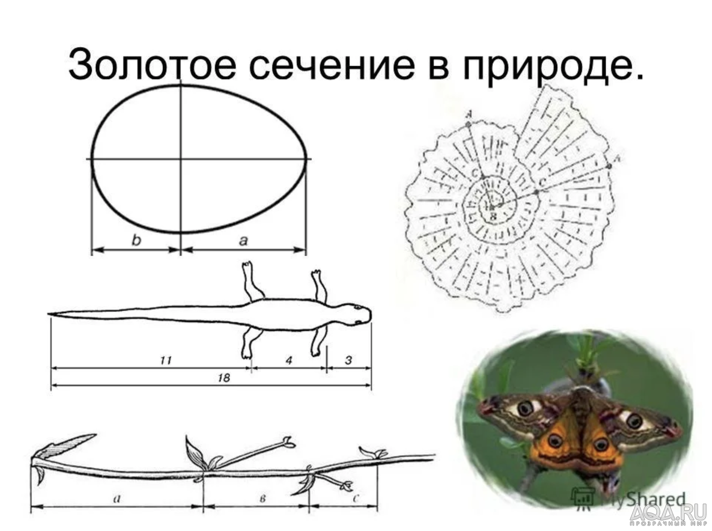 2. Принципы гармоничного расположения камней в аквариуме