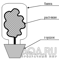 Откуда растение берет углерод для своего роста?