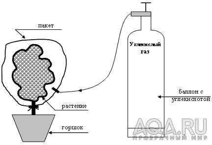 Откуда растение берет углерод для своего роста?