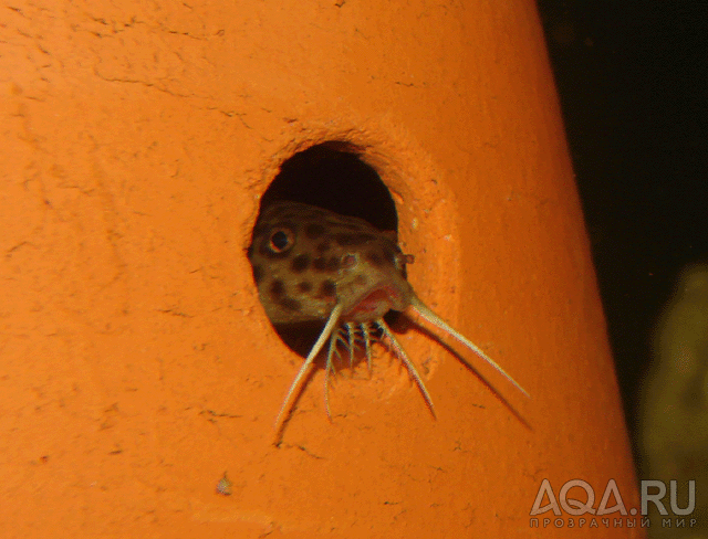 Synodontis lucipinnis