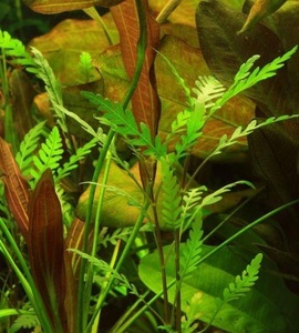 Гигрофила пиннатифида (Hygrophila pinnatifida ) 