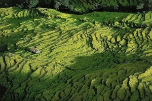 фото на фон Yann Arthus-Bertrand