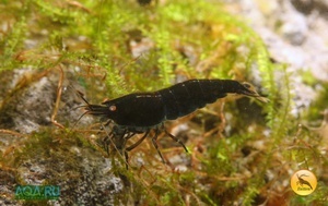 Royal Blue Tiger Shrimp