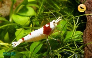 Brilliant Bee (PRL shrimp)