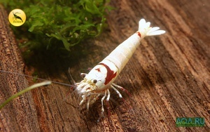 PRL shrimp (Brillliant Bee)