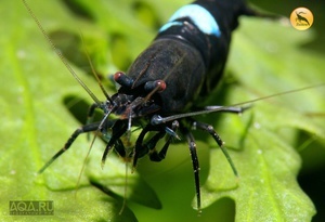 Taiwan Bee (Кинг-Конг)