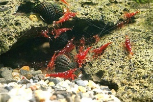 Сулавеси Caridina trimaculatus