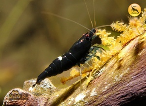 Кпеветка Taiwan Bee Кинг-Конг