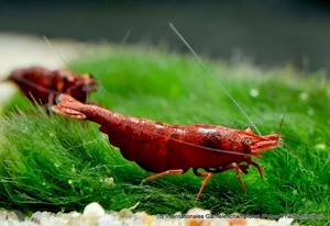 7th International Shrimp Championship in Hannover