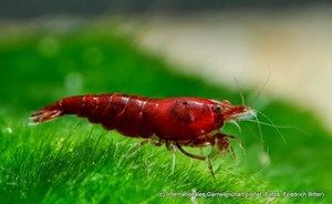 7th International Shrimp Championship in Hannover