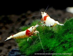 7th International Shrimp Championship in Hannover