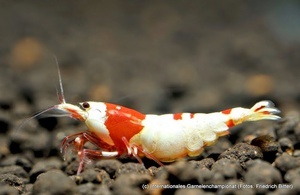 7th International Shrimp Championship in Hannover