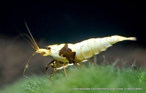 7th International Shrimp Championship in Hannover