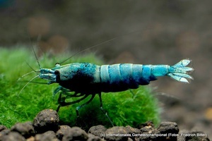 7th International Shrimp Championship in Hannover