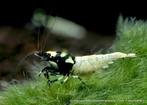 7th International Shrimp Championship in Hannover