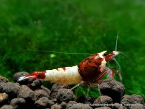 7th International Shrimp Championship in Hannover