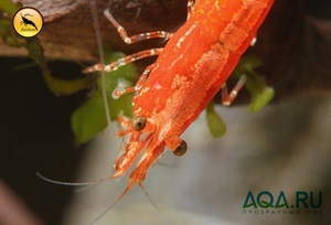 Neocaridina davidi 