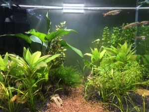 Dennerle Scapers Tank 35 l 