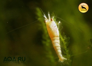 Pure White Crystal Shrimp