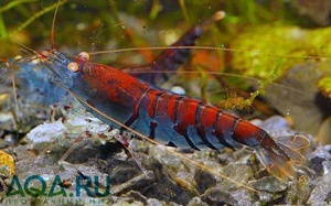 Креветка Тигр Tiger Shrimp