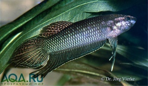 Betta bellica