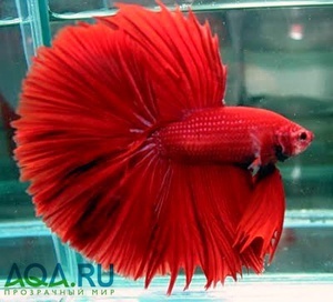 Betta halfmoon