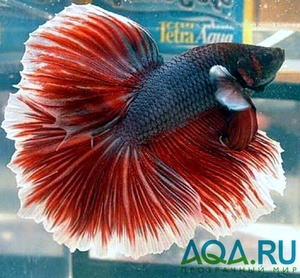 Betta Halfmoon