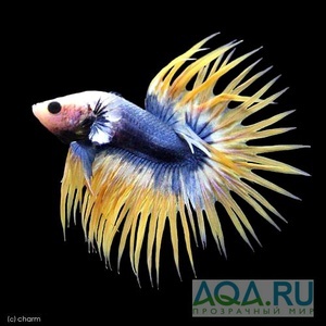 Betta Crowntail