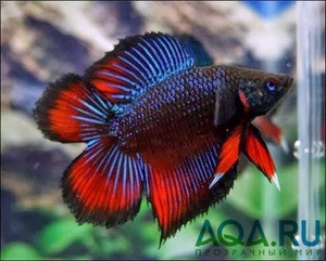 Betta double tail