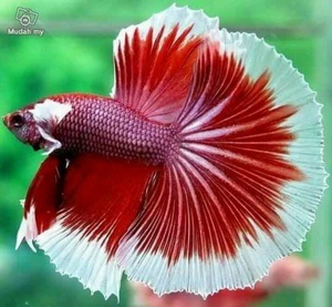 Betta Halfmoon