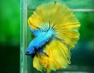 Betta Halfmoon 