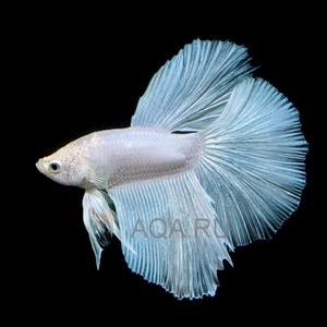 Betta Super Delta 