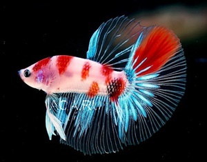 betta splendens Koi