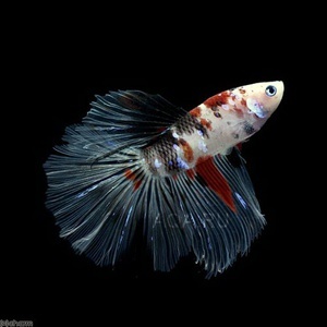 betta splendens Koi